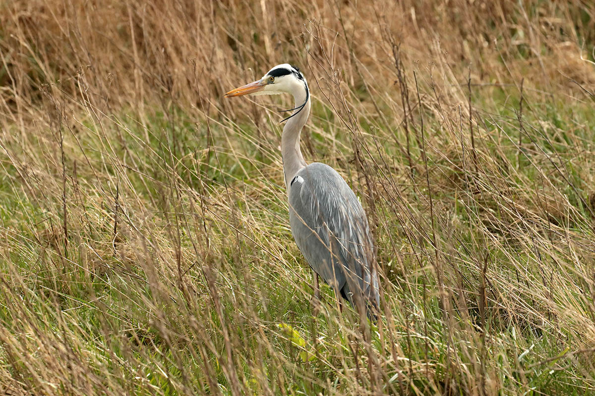 Blauwe Reiger in het Waalbos